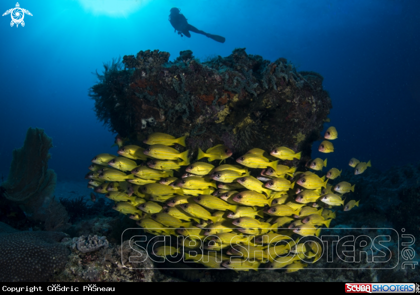 A yellow snappers