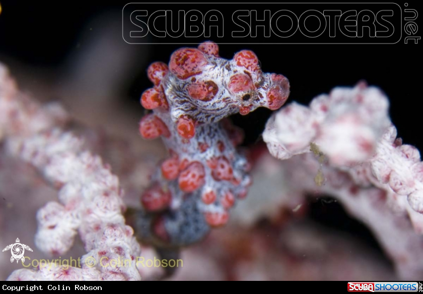 A Pigmy Seahorse