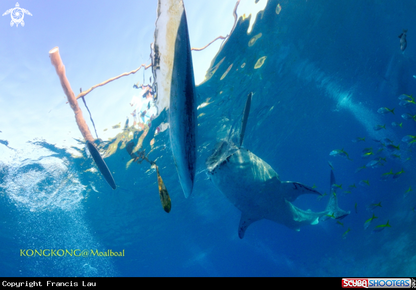 A Whale Shark