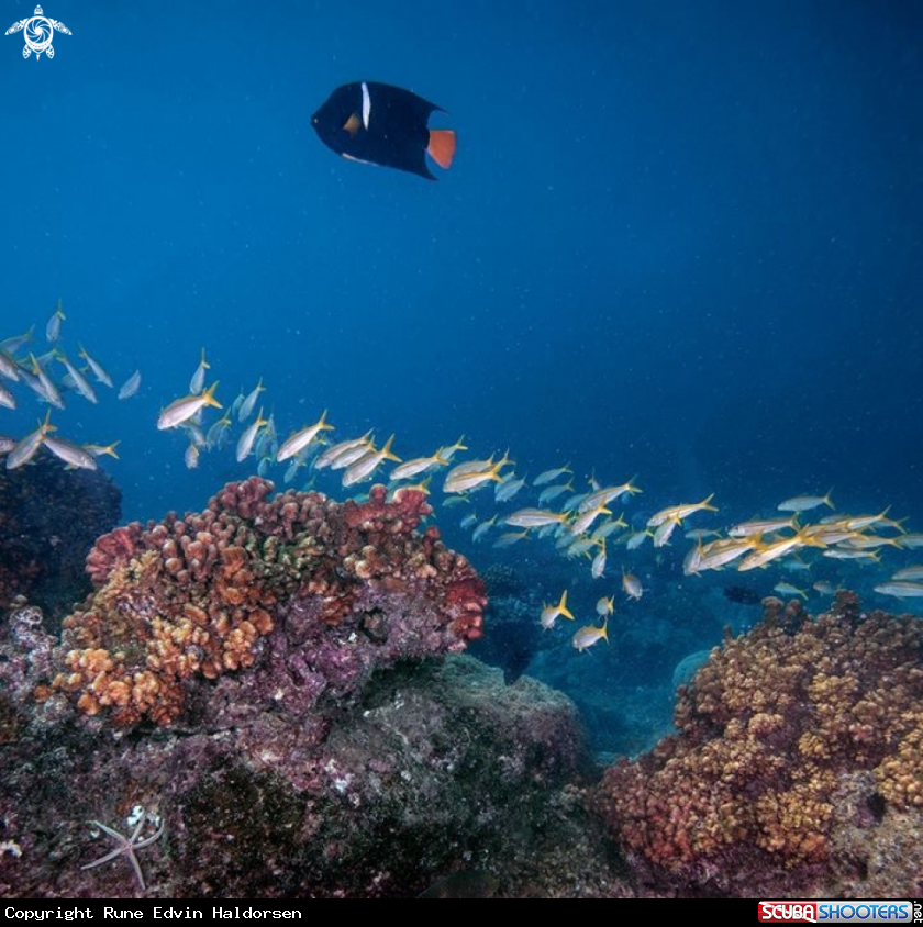 A Reef