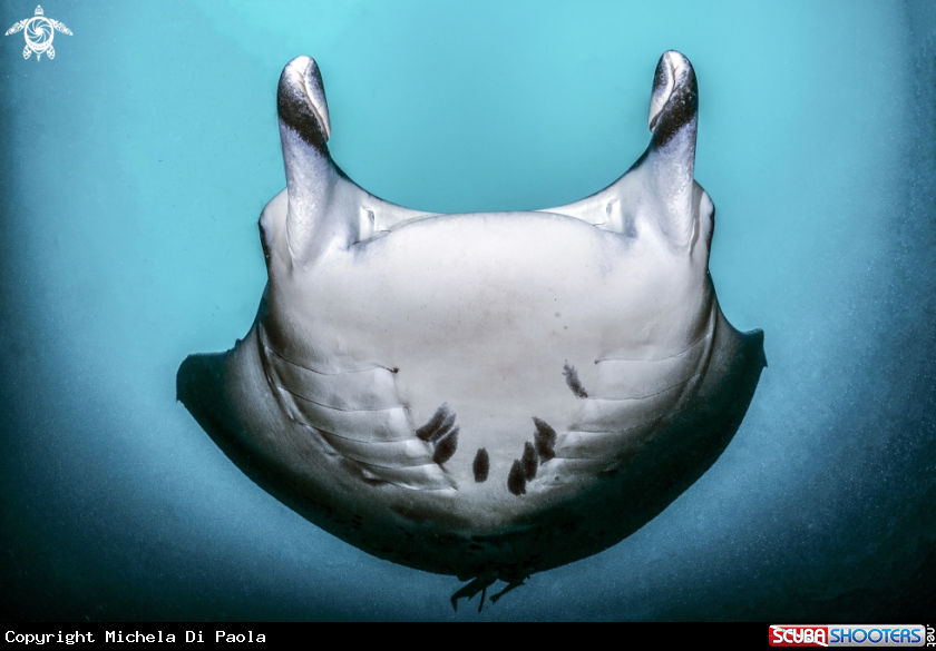 A Manta