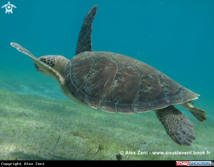 A hawksbill turtles