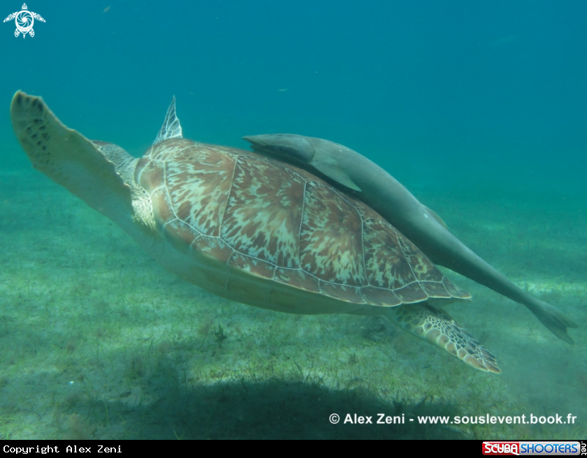 A hawksbill turtles