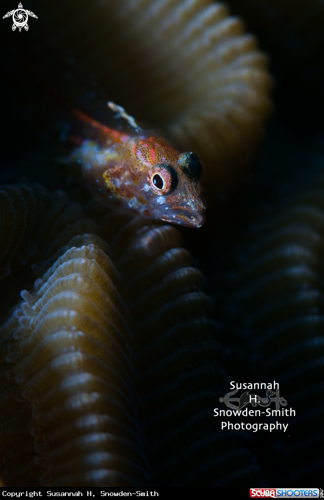 A Flagfin Blenny