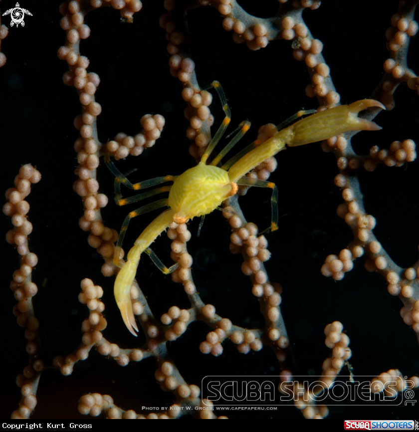 A Yellow Crab