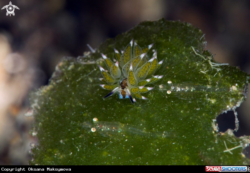 A  Sheep nudi and shrimps