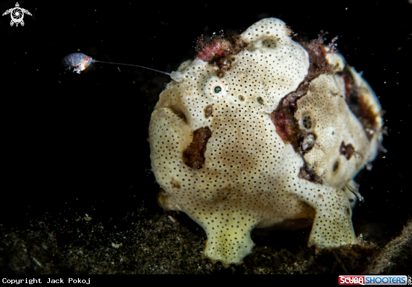 A Painted frogfish