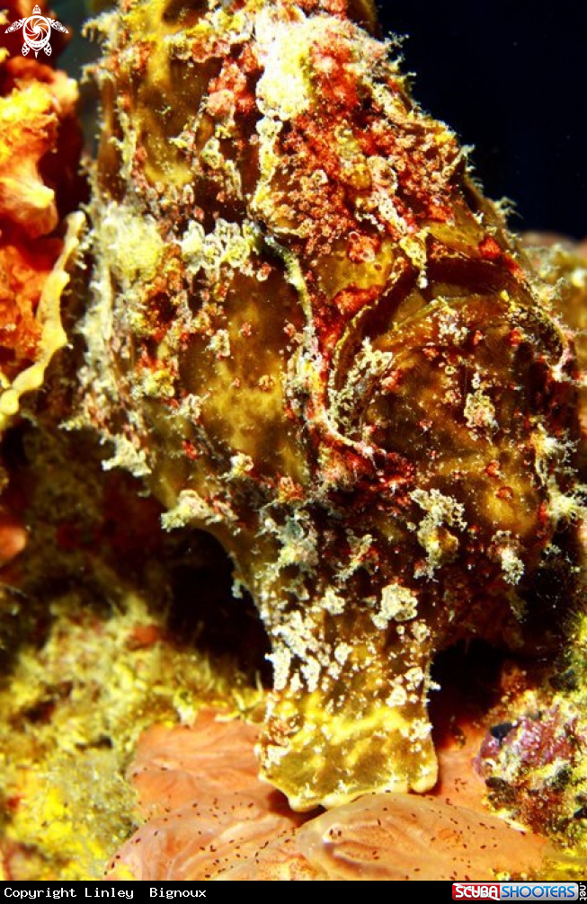 A Scorpion Fish on a Mauritius shipwreck