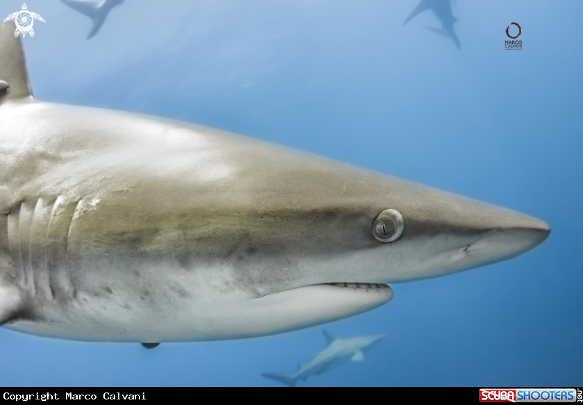 A Black Tip close up