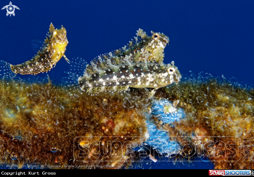 A Blenny's
