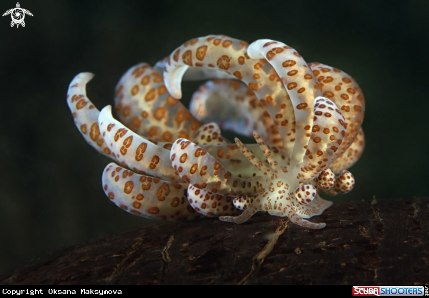 A Solar nudibranch (Phyllodesmium longicirrum )