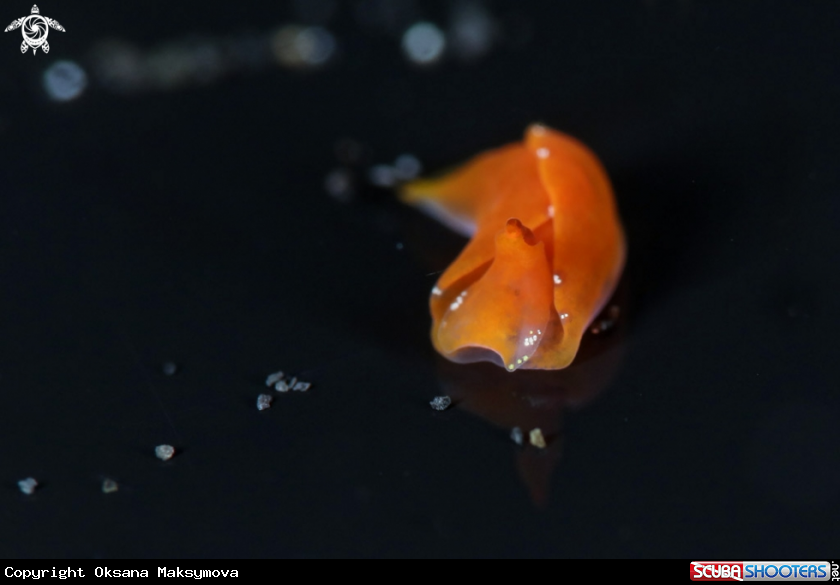 A Batwing sea slug