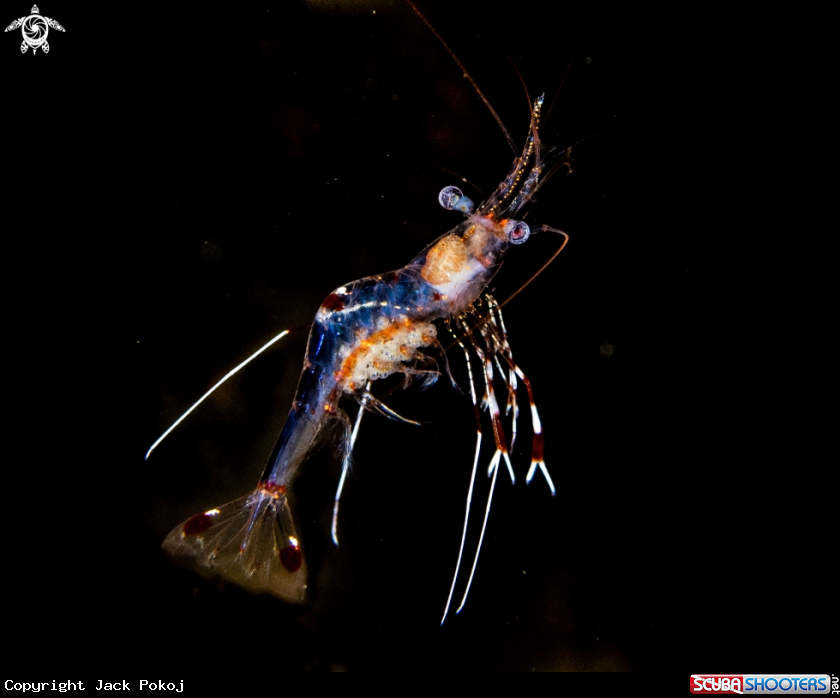 A Cleaner shrimp