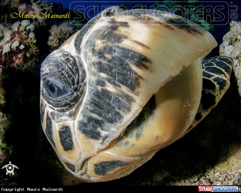 A Turtle