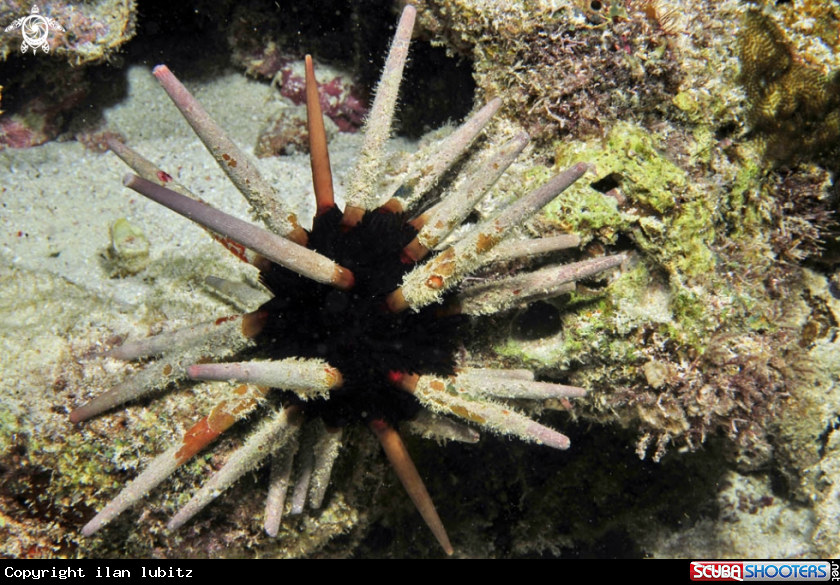 A sea urchin