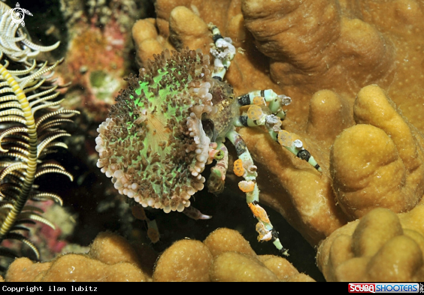 A Decorator crab