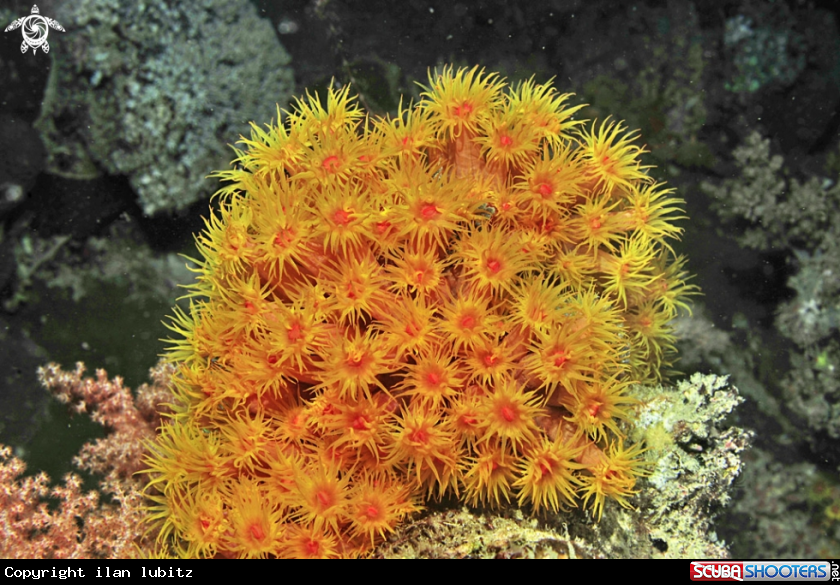 A soft corals