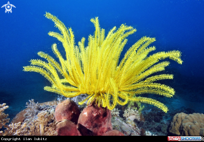 A feather star