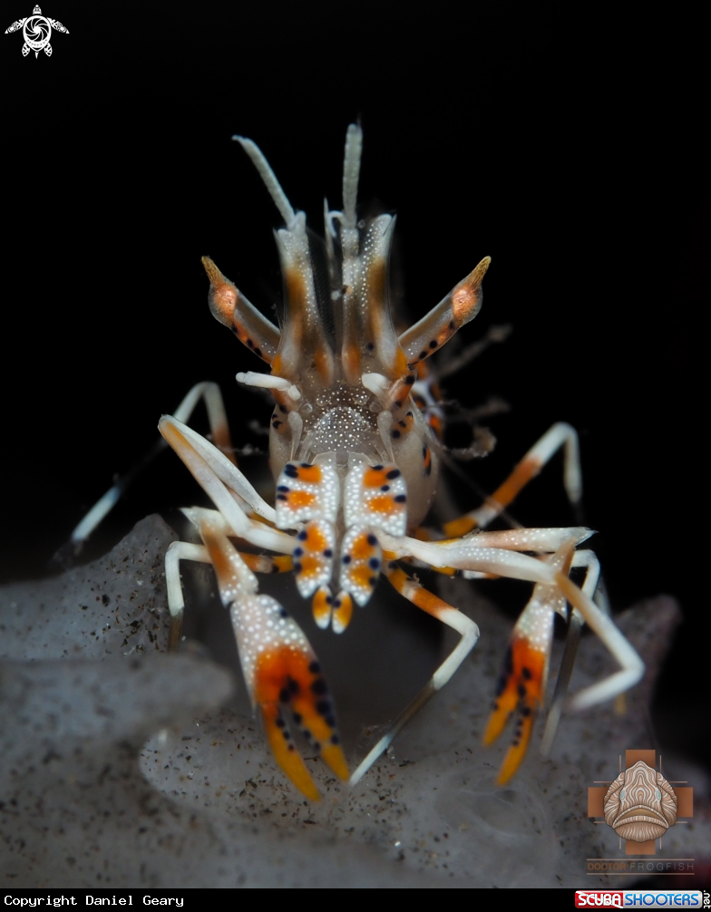 A Tiger Shrimp