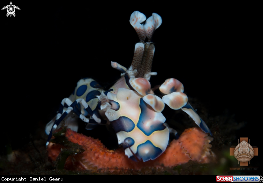 A Harlequin Shrimp