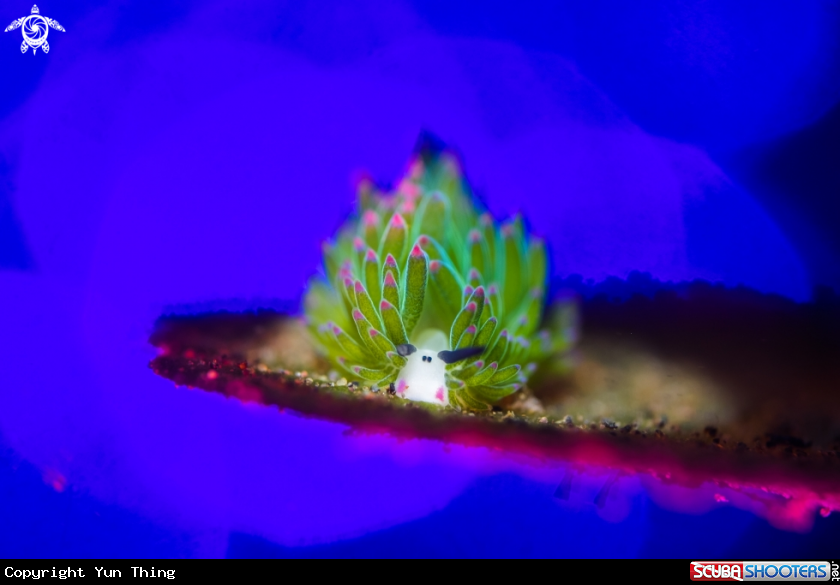 A Nudibranch