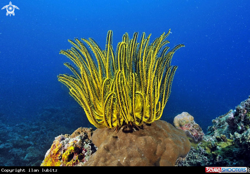 A feather star