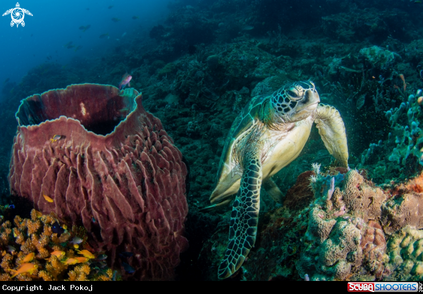 A Green turtle