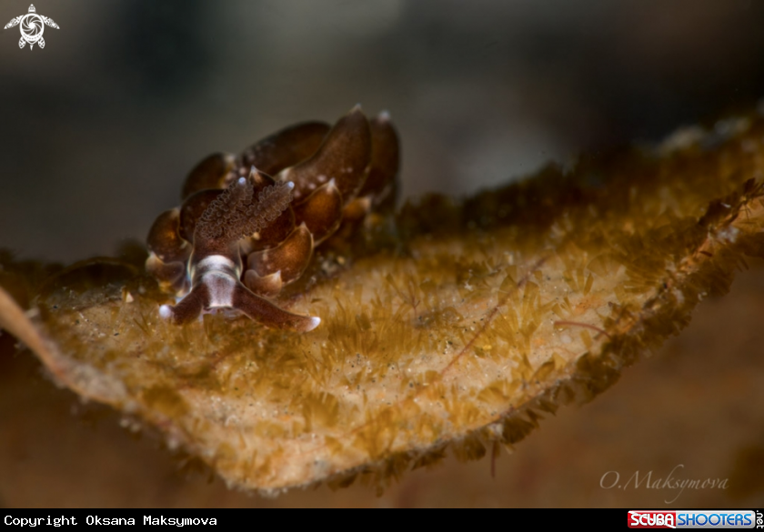 A Nudibranch Baeolidia sp.