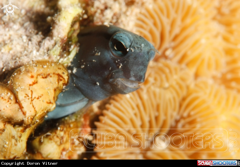 A Blenny