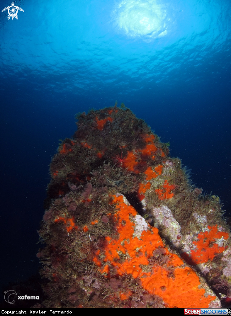 A underwater creature