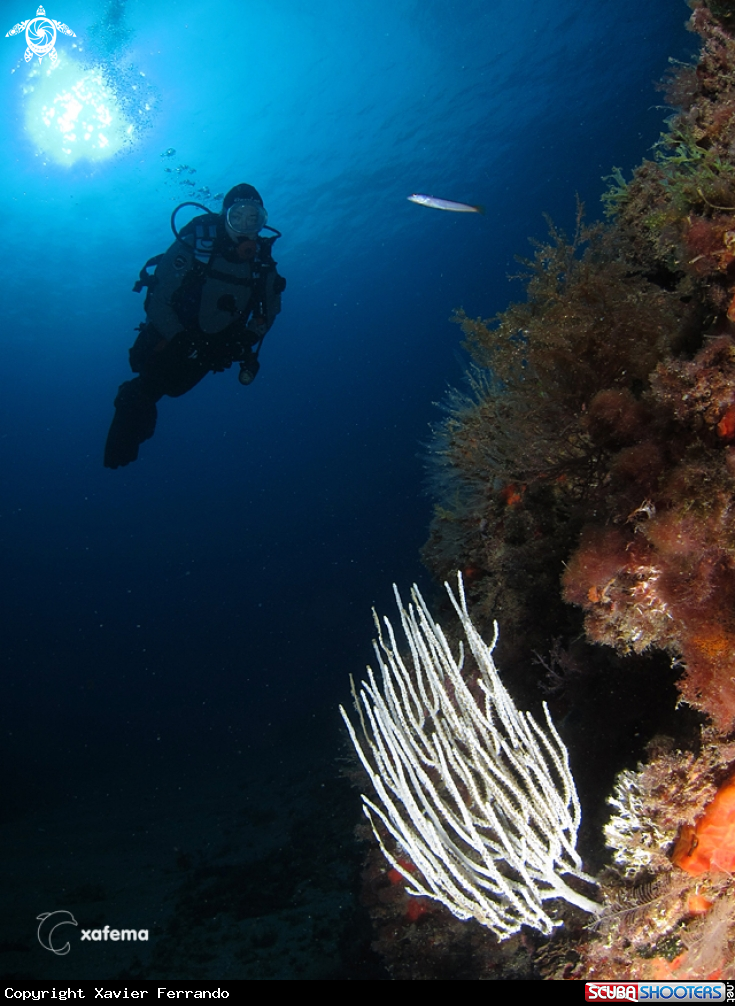 A underwater creature