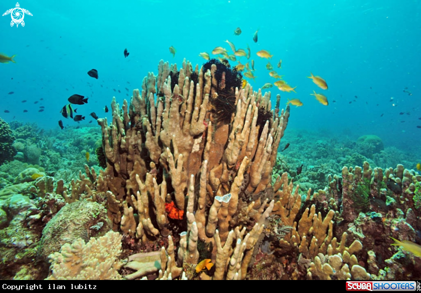 A stony coral