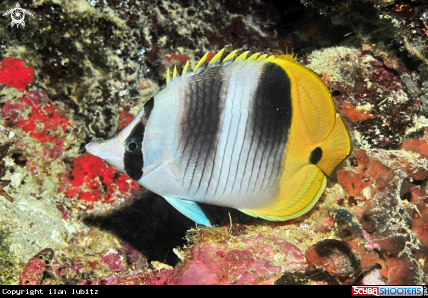 A reef fish