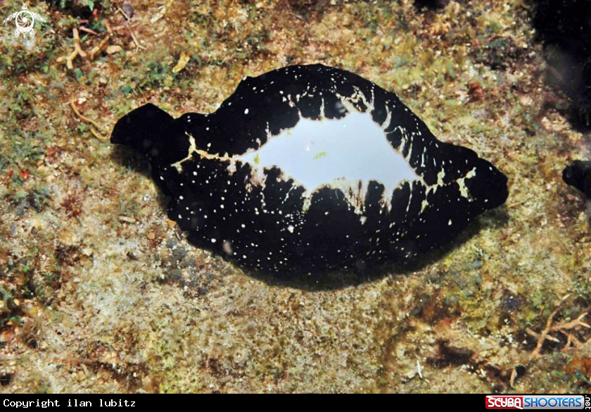 A cowrie