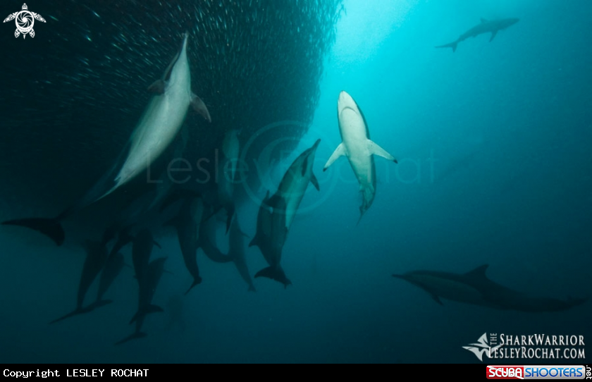 A underwater creature