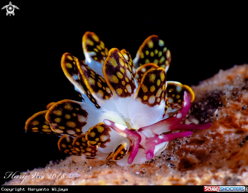 A Nudibranch