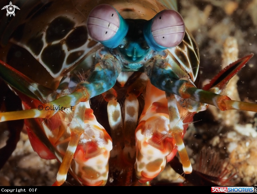 A Peacock mantis shrimp
