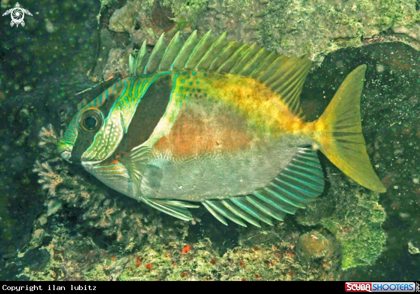 A reef fish