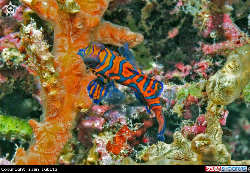 A mandarin fish