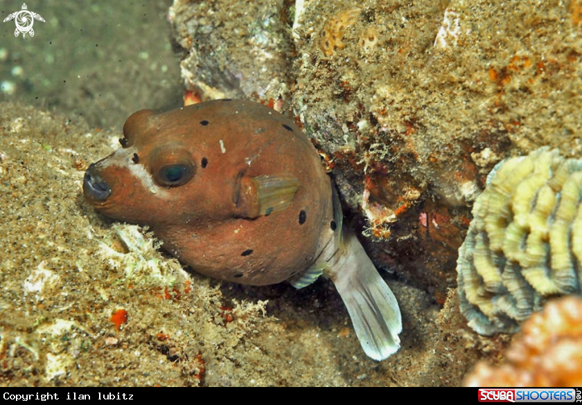 A puffer fish