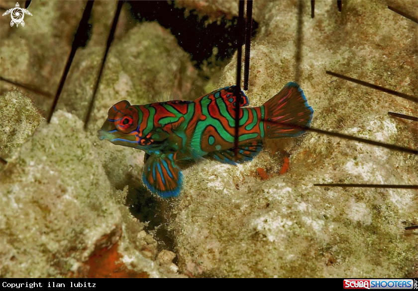 A mandarin fish