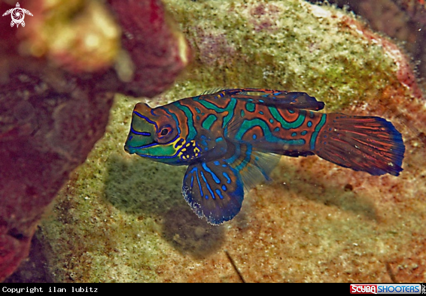 A mandarin fish