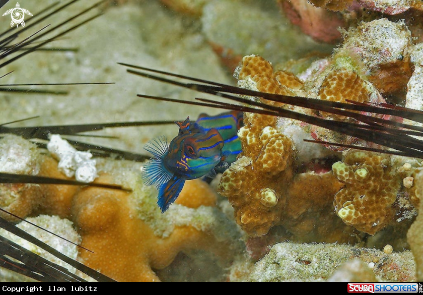 A mandarin fish