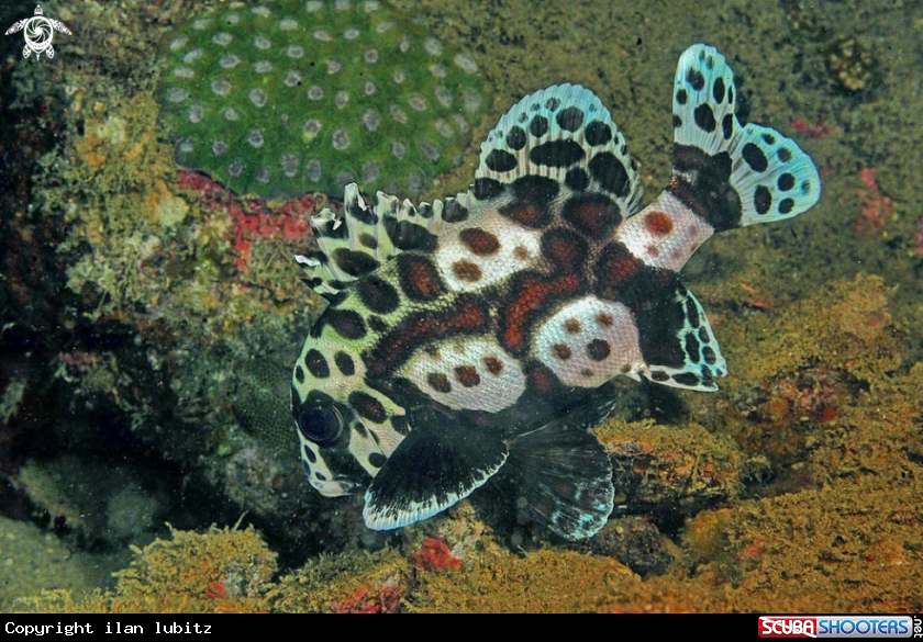 A reef fish