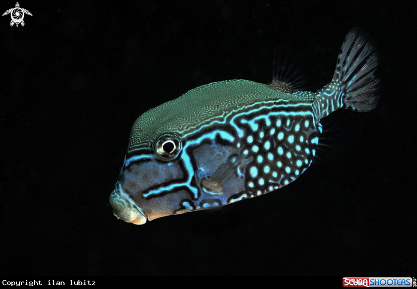 A reef fish