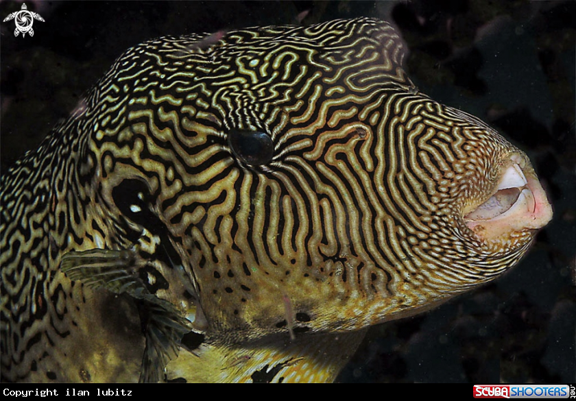 A reef fish