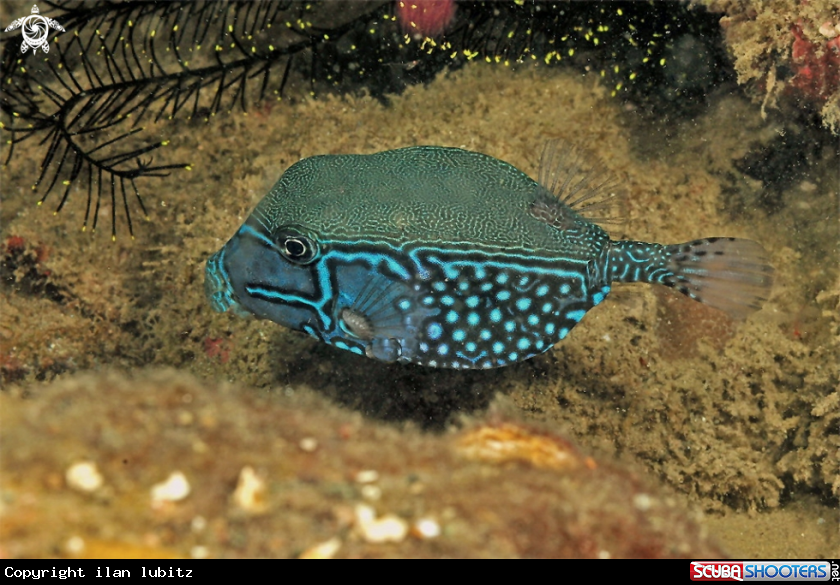 A reef fish