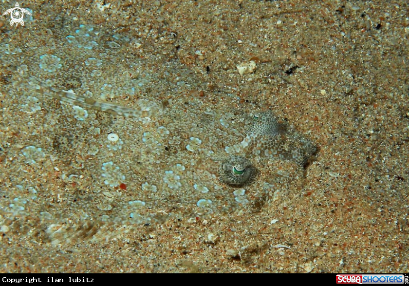 A reef fish