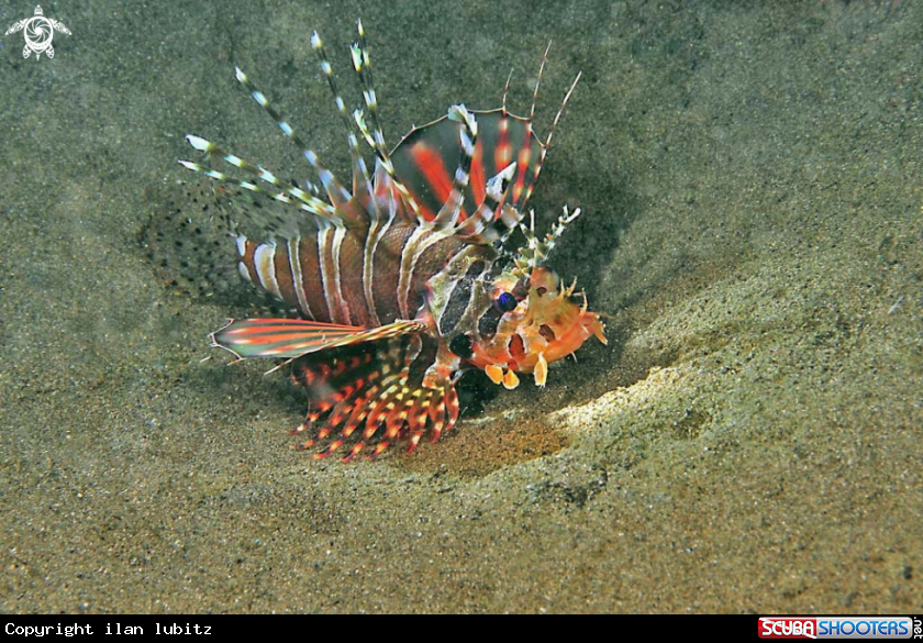 A lion fish