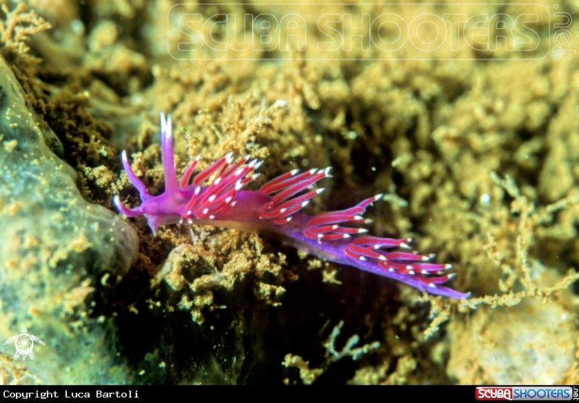 A Flabellina